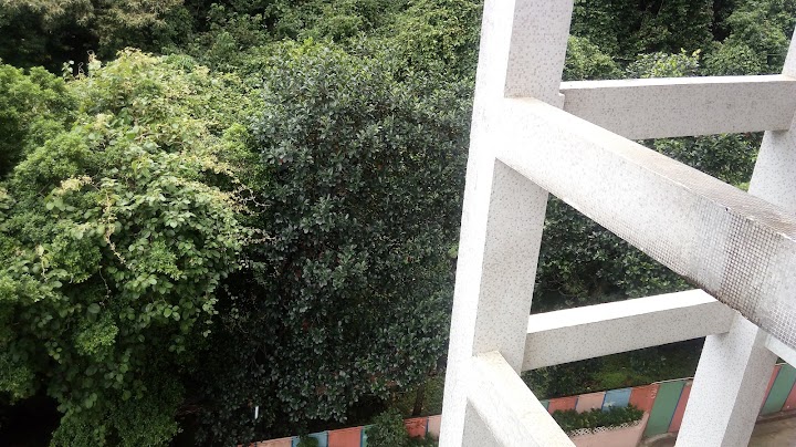 Golden Lion Garden Phase 2