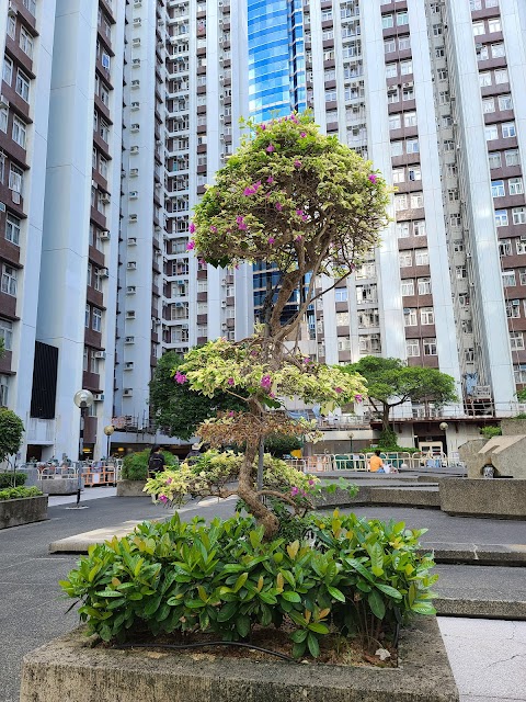 Taikoo Shing Kao Shan Terrace