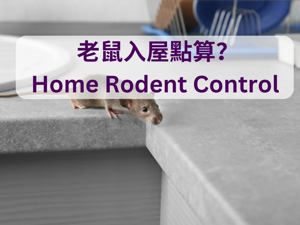 老鼠入屋點算?居家防鼠攻略與風水解讀 post illustrative image