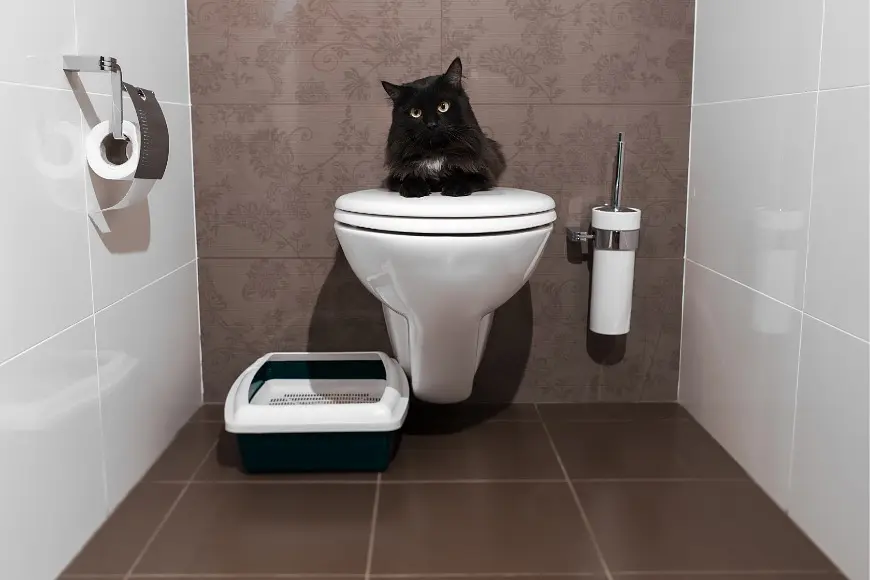 Dark or Light Bathrooms: Which is Better for Your Home? post illustrative image