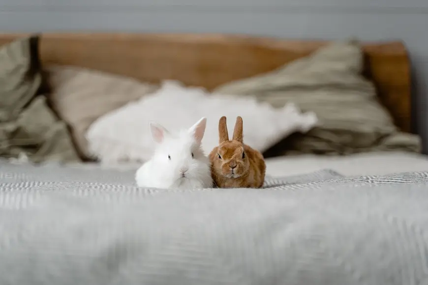 Navigating Pet Restrictions in Hong Kong Rentals post illustrative image