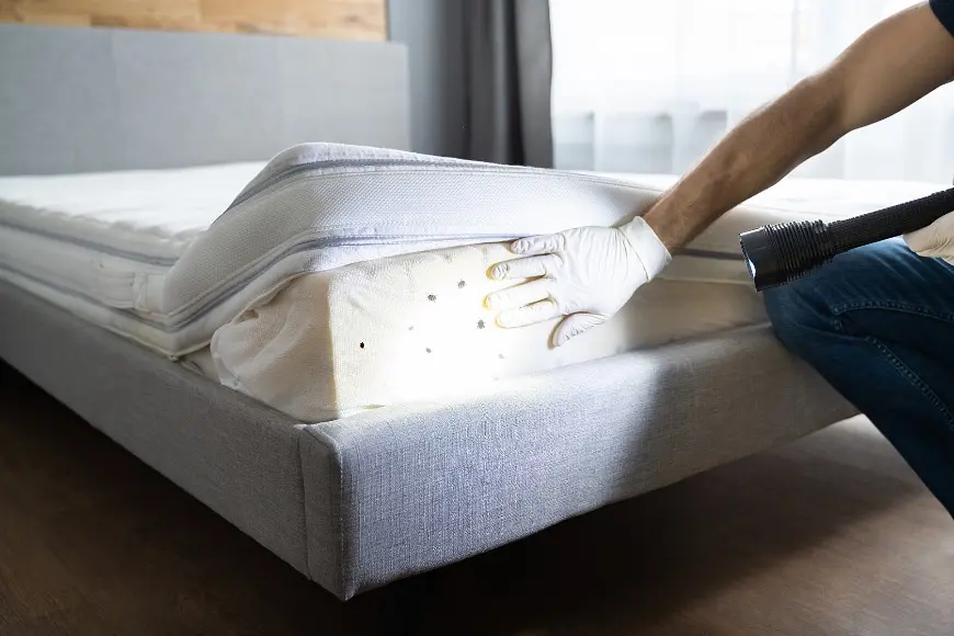 Bedbugs Invading Your Home?  post illustrative image