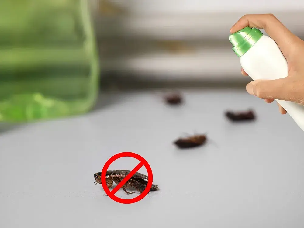 Cockroach Killers and Natural Remedies for A Pest-Free Home post illustrative image