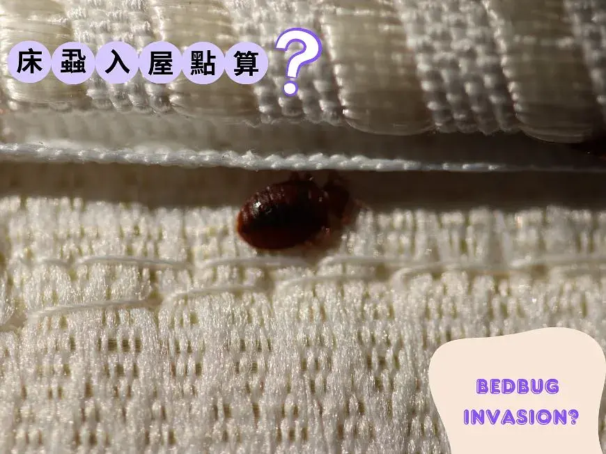 床虱入屋?7个专有效防治方法,迅速恢复安心睡眠 post illustrative image