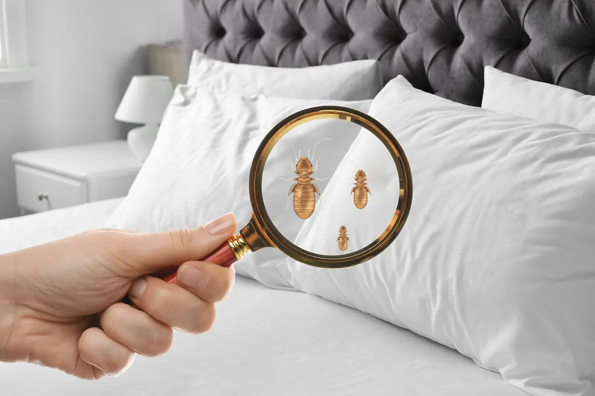 How to Get Rid of Booklice illustrative image