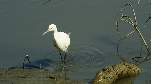 爾巒 廸維尼亞大道