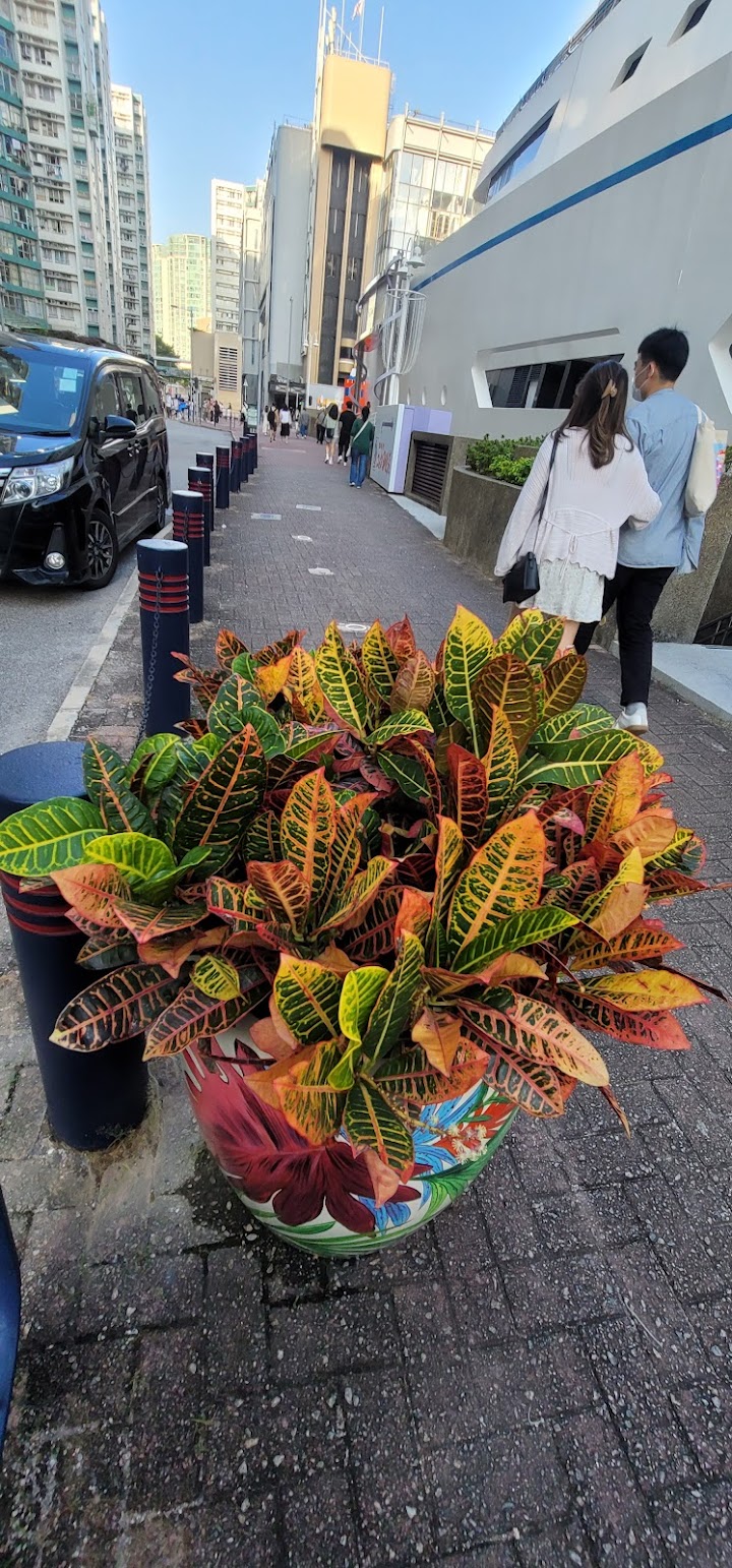 黃埔花園 11期數 紫荊苑